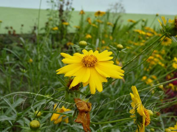 Lanceleaf Coreopsis